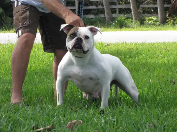 Brolic Bullie's Envy