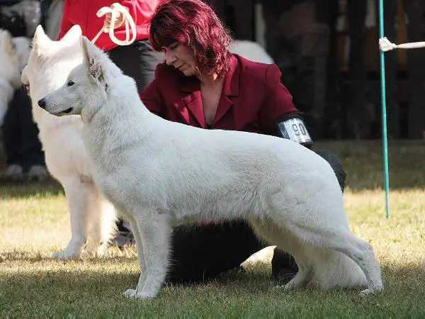 ISCH C.I.B ISVetCh RW-17 CH VA1 DTVDH,DT.JU. Vajra Diamont of Haely`s Future