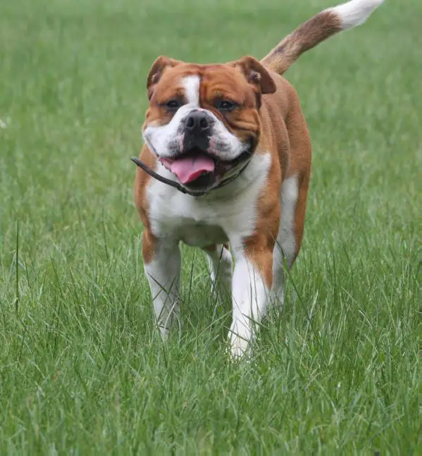 Dewinter's Hudson Hawk