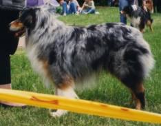 Gefions Star Darwing Duke