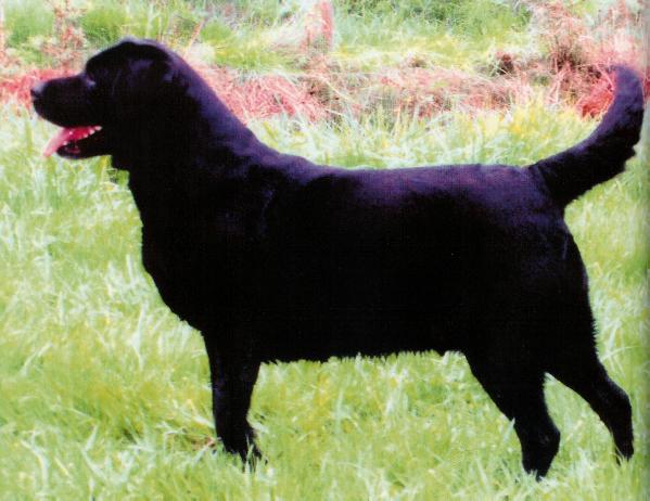 Cedarwoods Jamin Jasmine