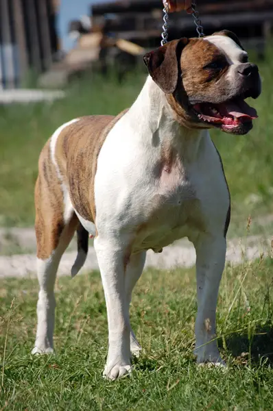 MULTI CH Bora Bodyguard Terra Viva