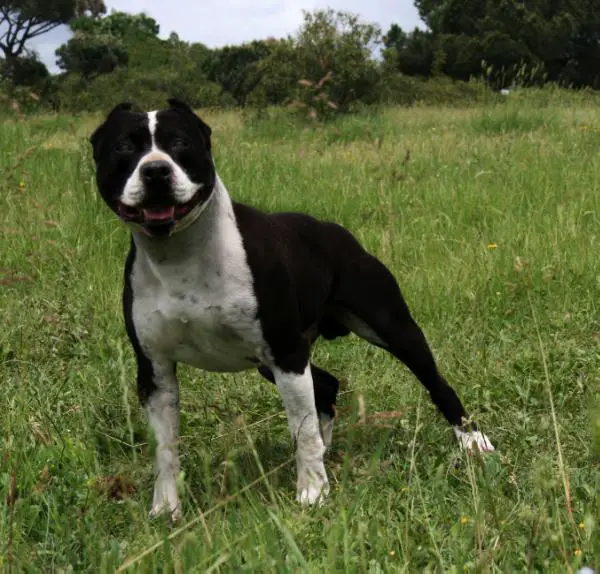 Squeaker Hannibal Chasqui