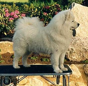 DK CH Kaissas Cartier Lassale of Brutus