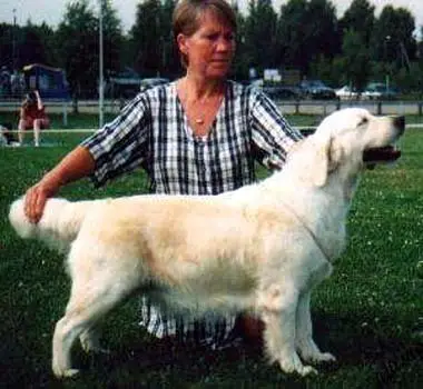 CH ENG, W98, CACIB Waterloo'S Waltzing Matilda