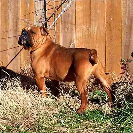 Gallant's Otis