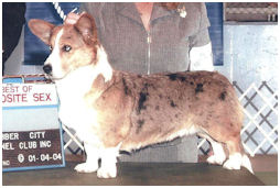 CH Phi-Vestavia Visvrsa Ulamauna