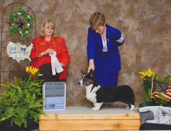 CH of USA, GrCH of USA, DNA Xtacee La Amistad