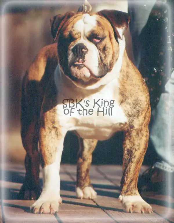 SBK's King of the Hill