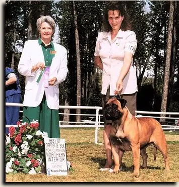 CAN CH Garroway's American Girl