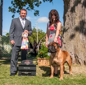 AM CAN CH Knatchbull's Saxon 5th Avenue