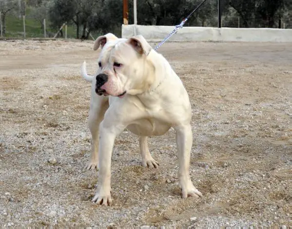 ODC Blanca of Demoniac Team