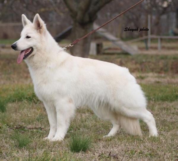 CH CRO-SLO Fionn vom Terluner Schloss