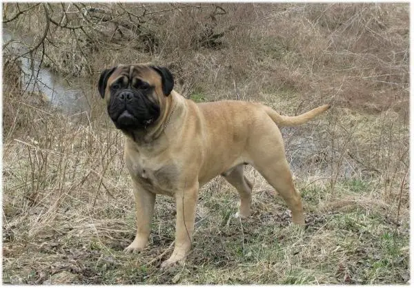 CH DOX STONERIDGE BOSCO BLEND