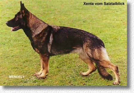 SG Xenta vom Salztalblick