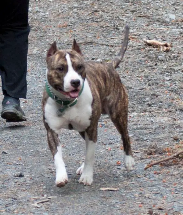 CH Divinity's Brand Spankin' New Knight