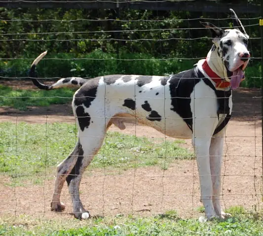 Azals Valiant Brigadier Of Deschene