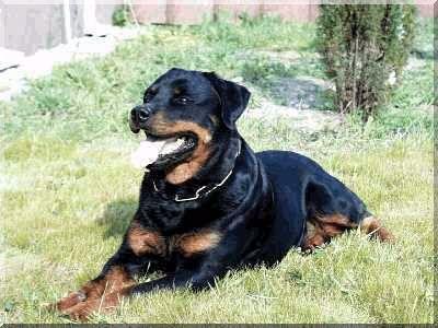 Amanda aus dem Blumental