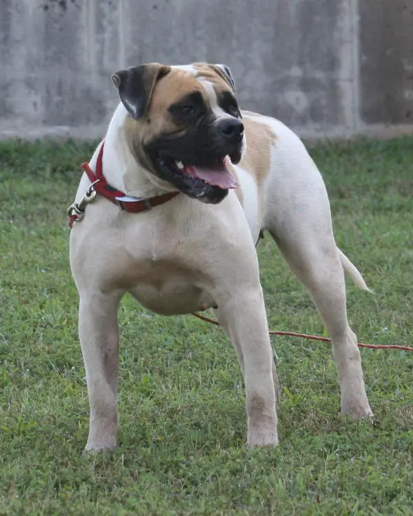 OMB Bailey of Dailey