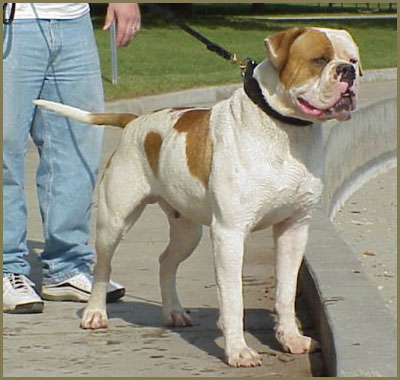 Bybee's Big Daddy Lovebone