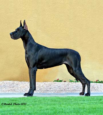 GCH CH SisCo's Sun Prairie to Santa Fe