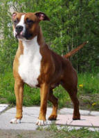 Steyt Ljuev Lady In Waiting