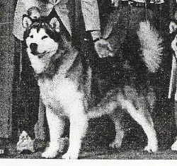 AM/CAN CH Storm Kloud's Eblaza Warrior