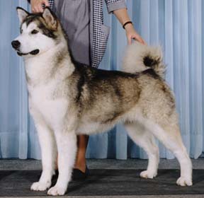 Sno Shire's Paw Patent Pending