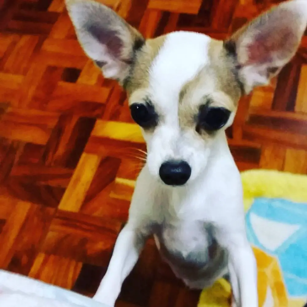 BAMBI