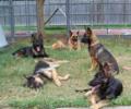 mullerk9shepherds