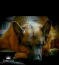 Elite German Shepherds of Texas