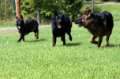 Highland German Shepherds